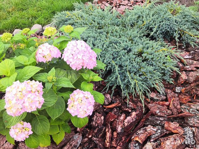 Можжевельник Блю Карпет