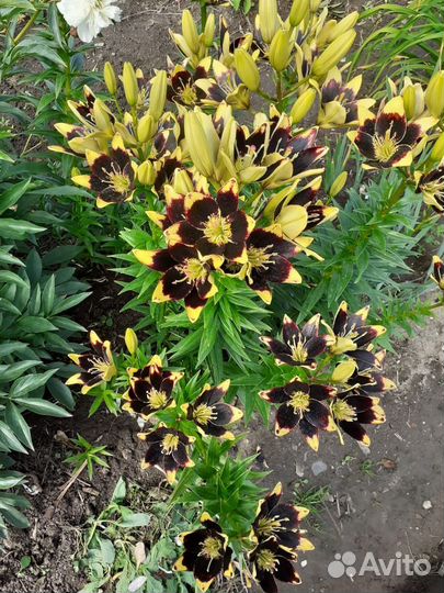 Цветы в ассортименте