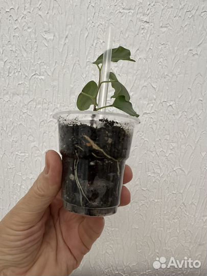 Фикус бенджамина регидан