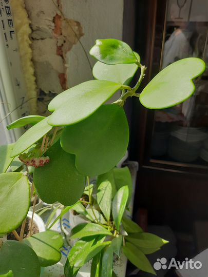 Хойя керри (hoya kerry)