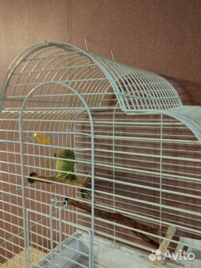 Ожереловый попугай самец