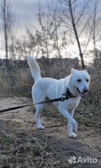 Сногсшибательный блондин ищет семью
