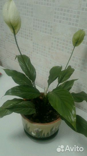 Спатифиллум