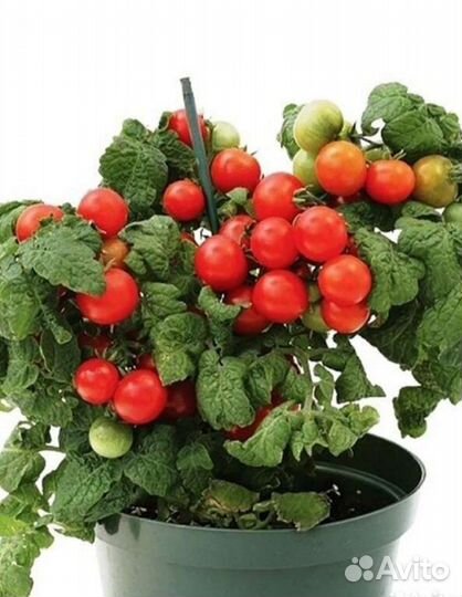 Томат пинокио семена