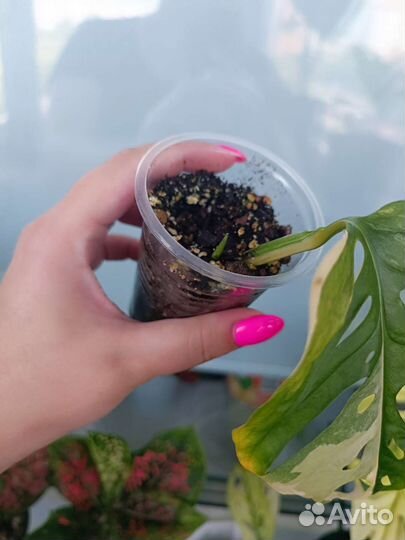 Монстера адансона вариегатная