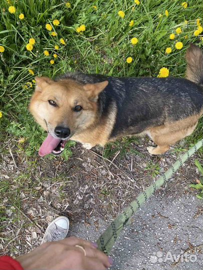 Собака - лиса