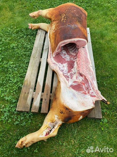 Свинина. Полутуши. Четвертинки. Целый поросенок
