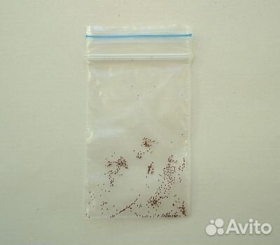 Глоксиния. Смесь сортов. Семена ручного опыления