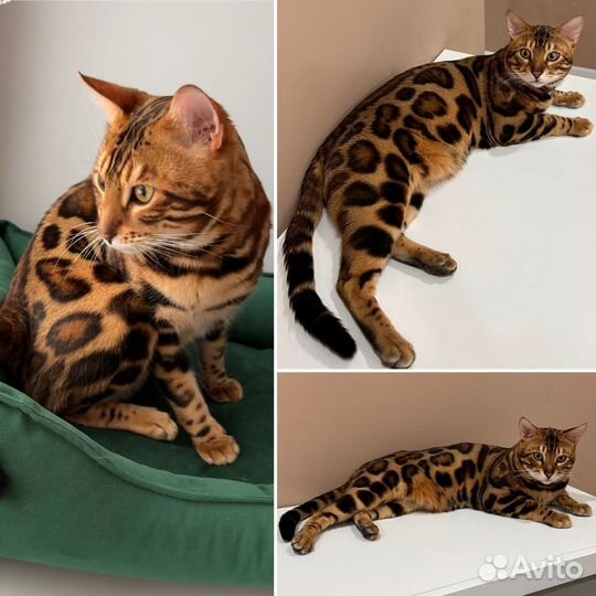Бенгальские котята высокопородные