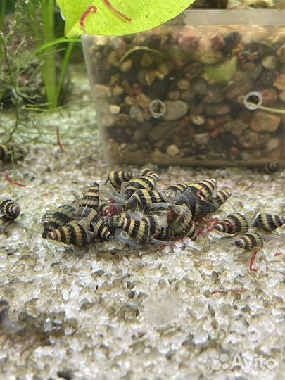 Улитки Хелена