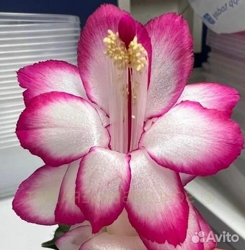 Шлюмбергер новинки коллекционные