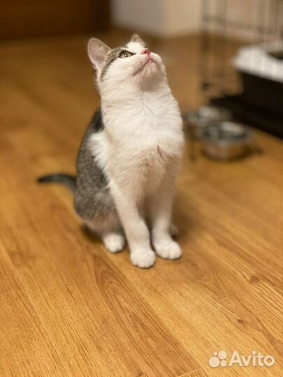 Котенок девочка в добрые руки 3,5 месяца