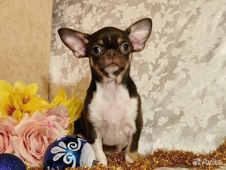 Юоня, девочка чихуахуа