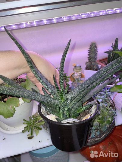 Суккуленты