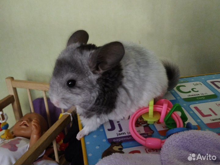 Шиншилла