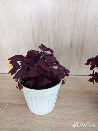 Кислица треугольная