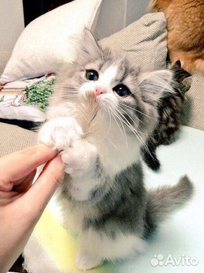 Передержка домашних питомцев