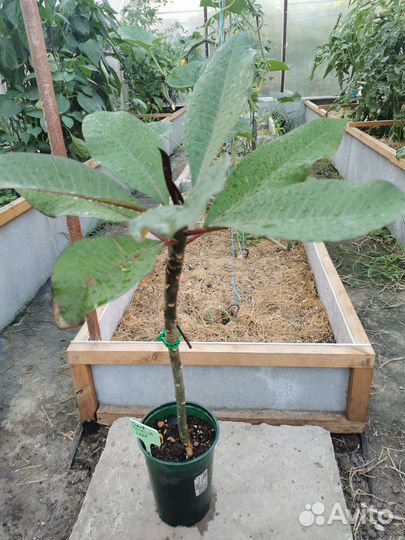 Плюмерия (Франжипани)