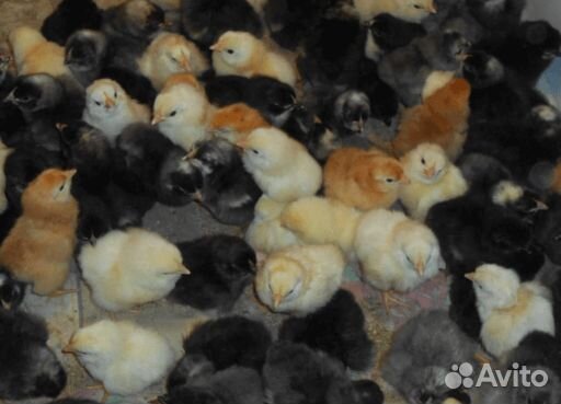 Цыплята несушки