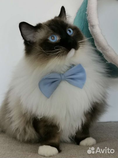 Котята регдолл