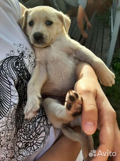 Щенки в добрые руки