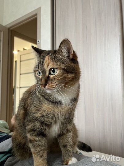 Трехцветная кошка