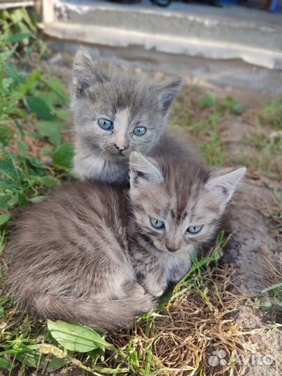 Котята в добрые руки бесплатно