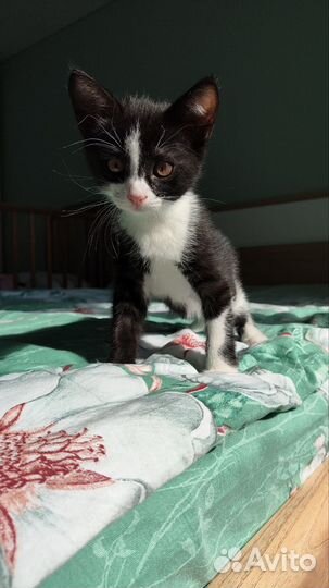 Отдаю котёнка