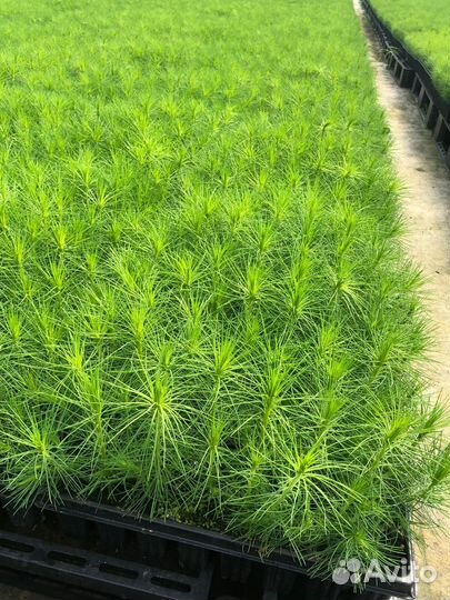 Саженцы ели окс