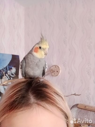 Попугай корелла ручной