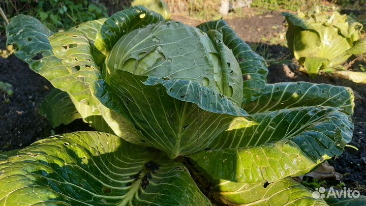 Хоста растение