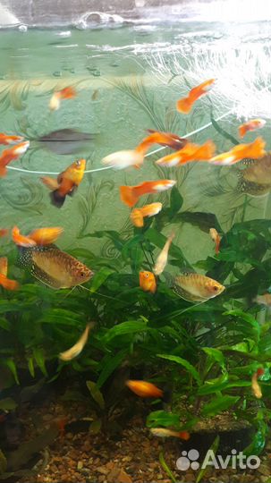 Аквариумные рыбки