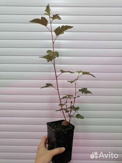 Пузыреплодник