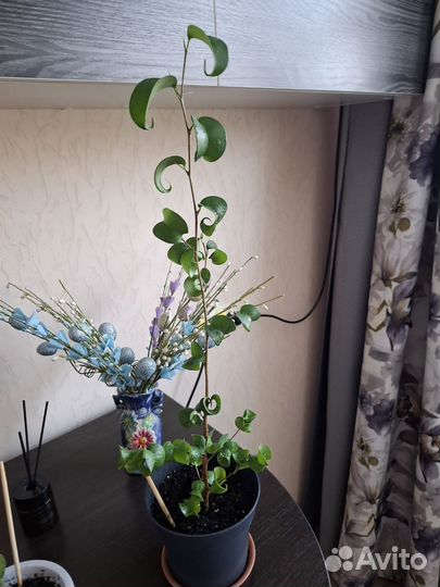 Фикус бенджамина ирэн и букле