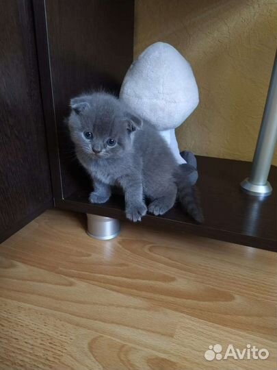 Шотландский котик