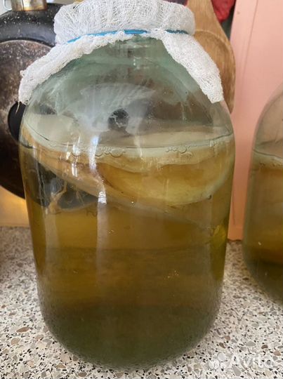 Чайный гриб