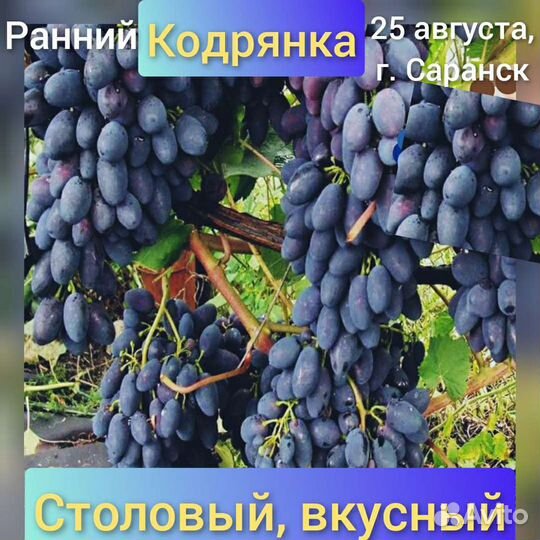 Черенки и саженцы винограда