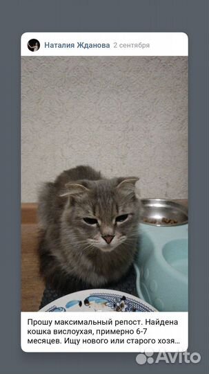 Кошка в дар