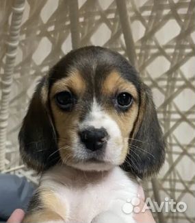 Передержка собак породы Бигль