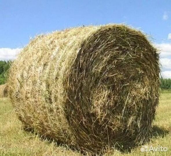 Сено из просо