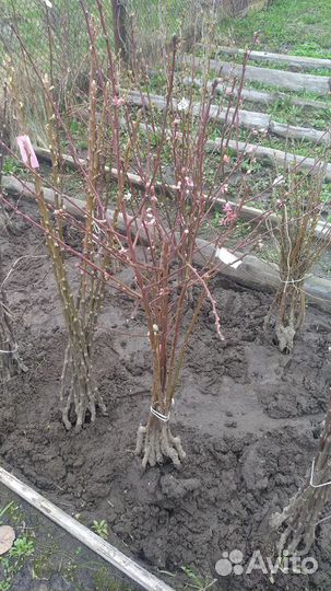 Саженцы персика