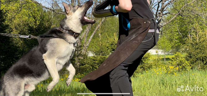 Дрессировка собак (опыт более 15 лет)