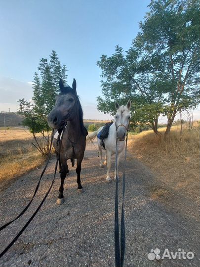 Катание на лошадях Новопавловск