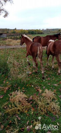 Продам жеребят