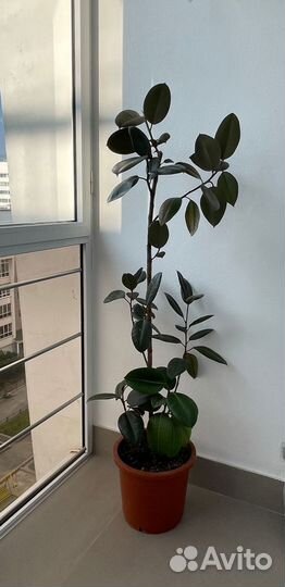 Фикус каучуконосный