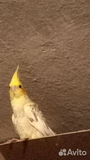 Попугай корелла птенцы