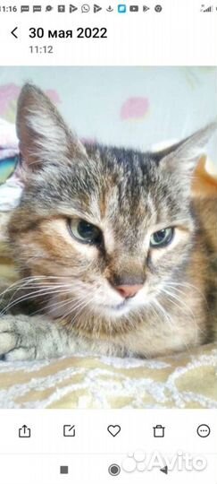 Кошечка Соня-порода европейская/стерилизована