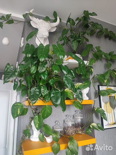 Домашние растения цветы