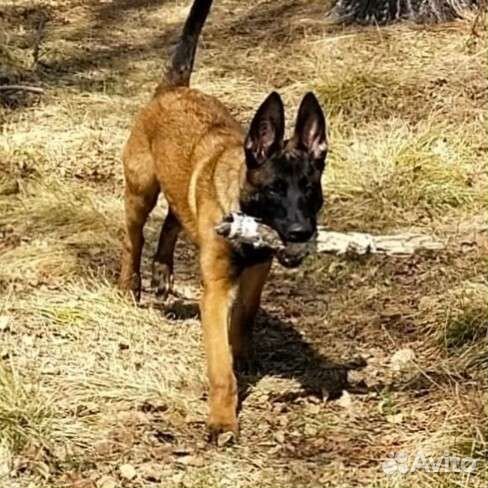 Дрессировка и обучение собак кинолог