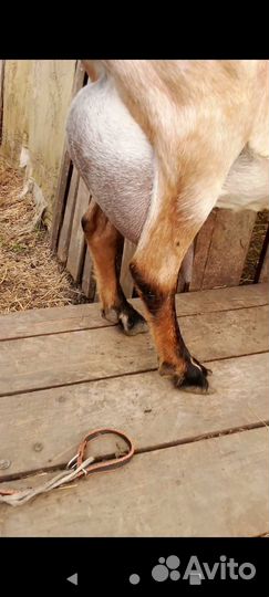 Козы Дойные